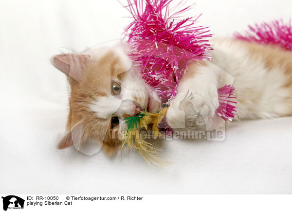 spielende Sibirische Katze / playing Siberian Cat / RR-10050