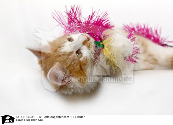 spielende Sibirische Katze / playing Siberian Cat / RR-10051
