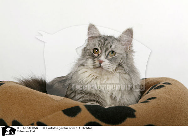 Sibirische Katze / Siberian Cat / RR-10056