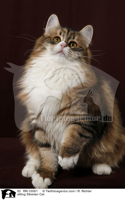 sitting Siberian Cat / RR-10061
