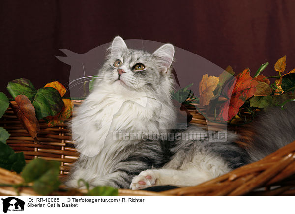 Siberian Cat in Basket / RR-10065