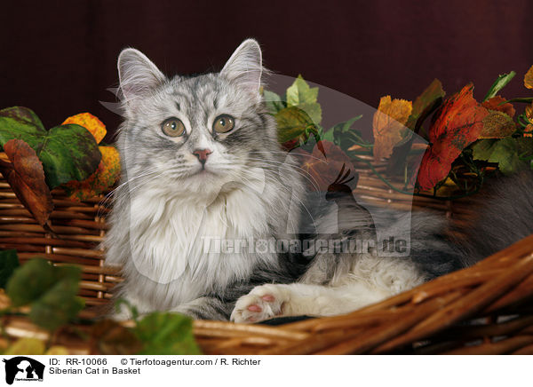 Siberian Cat in Basket / RR-10066