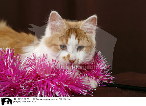 playing Siberian Cat / RR-10075