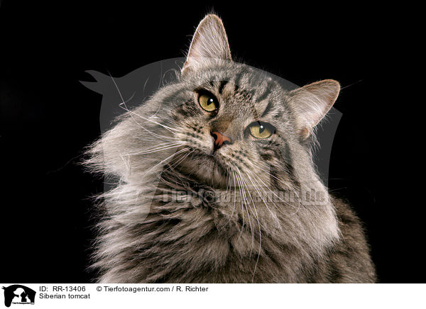 Sibirischer Kater / Siberian tomcat / RR-13406