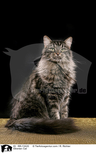 Siberian Cat / RR-13420