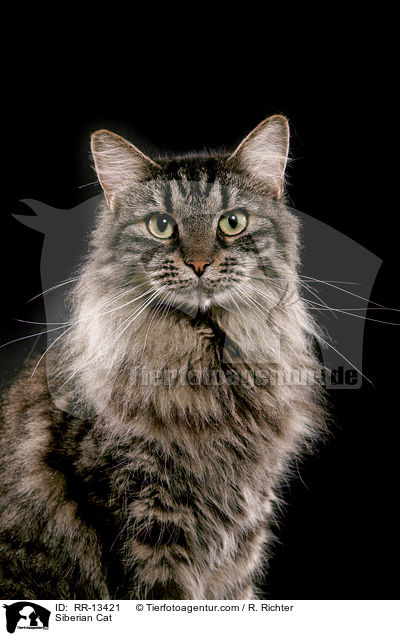 Siberian Cat / RR-13421