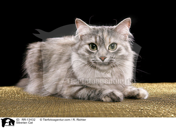 Siberian Cat / RR-13432