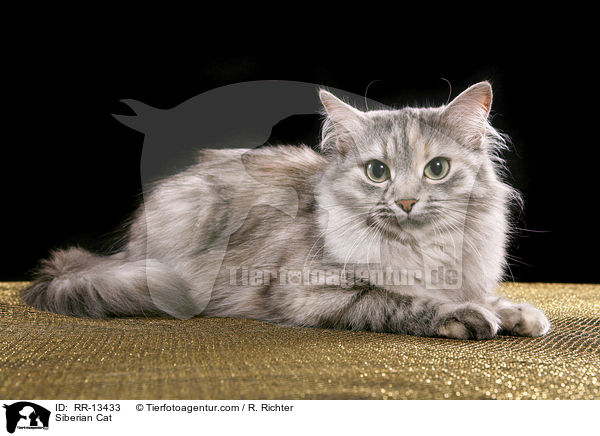 Siberian Cat / RR-13433