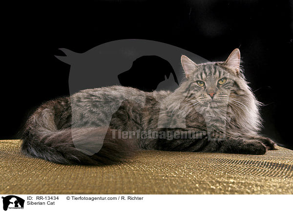 Siberian Cat / RR-13434