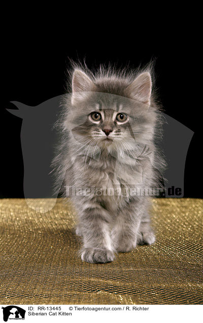 Siberian Cat Kitten / RR-13445