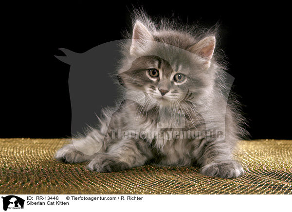 Siberian Cat Kitten / RR-13448
