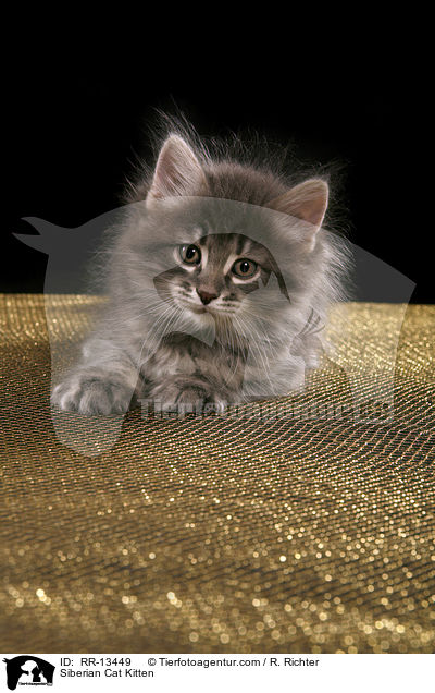 Siberian Cat Kitten / RR-13449