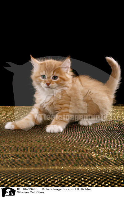 Siberian Cat Kitten / RR-13485