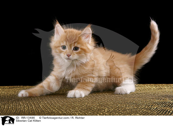 Siberian Cat Kitten / RR-13486