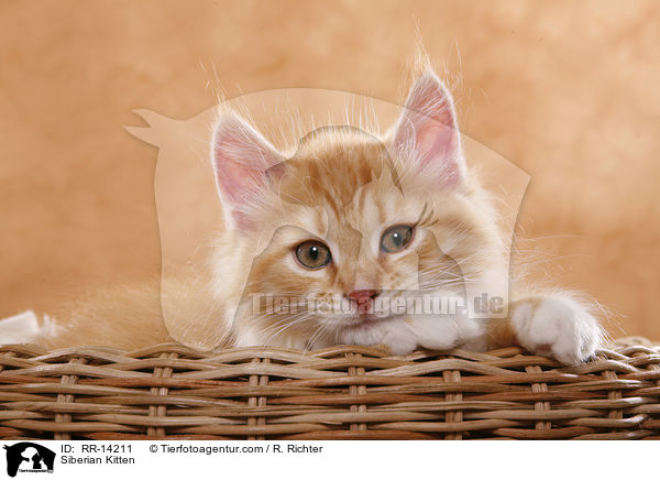 Siberian Kitten / RR-14211