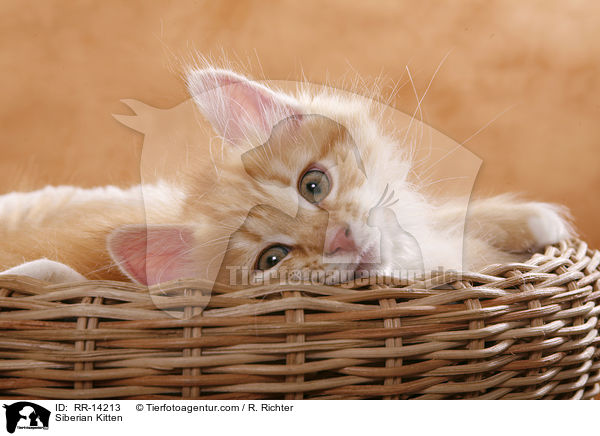 Siberian Kitten / RR-14213