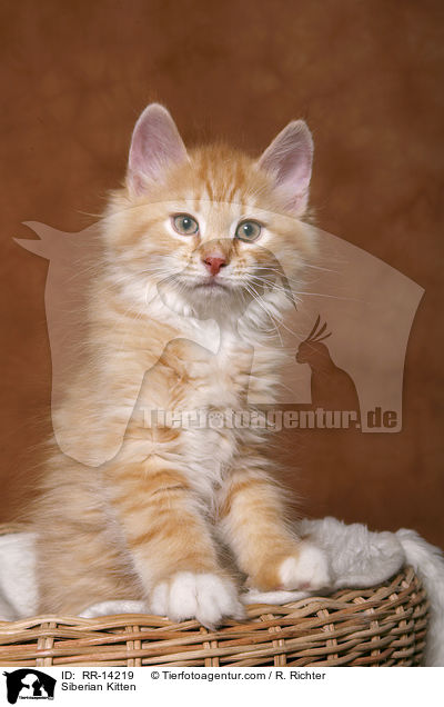 Siberian Kitten / RR-14219