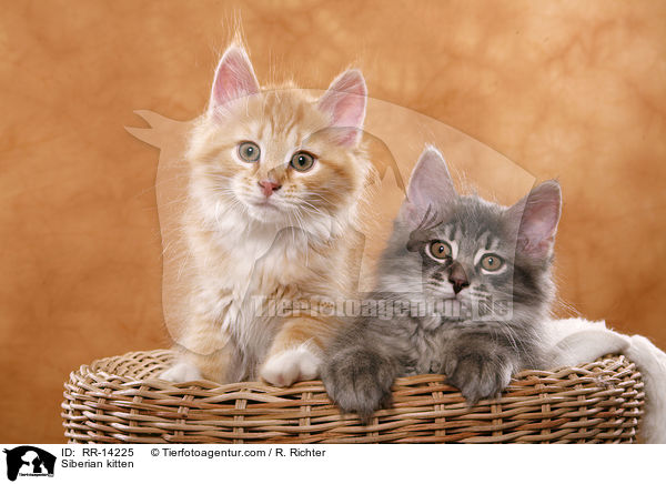 Siberian kitten / RR-14225