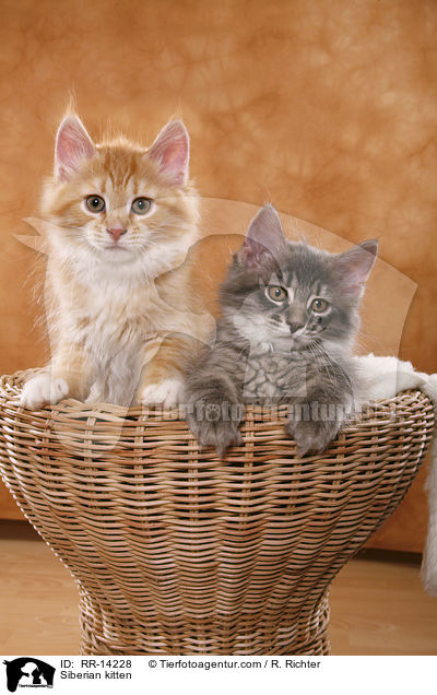 Sibirische Ktzchen / Siberian kitten / RR-14228