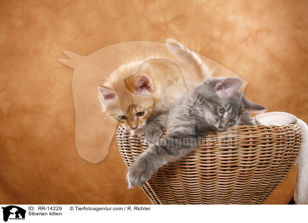 Sibirische Ktzchen / Siberian kitten / RR-14229