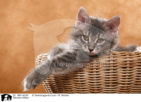 Sibirisches Ktzchen / Siberian Kitten / RR-14230