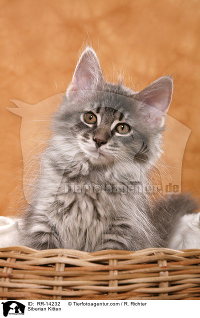 Siberian Kitten / RR-14232