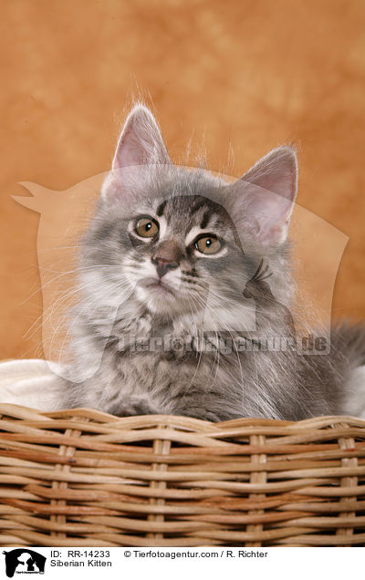 Siberian Kitten / RR-14233