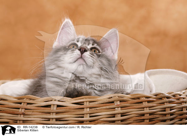 Siberian Kitten / RR-14238