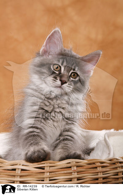 Siberian Kitten / RR-14239