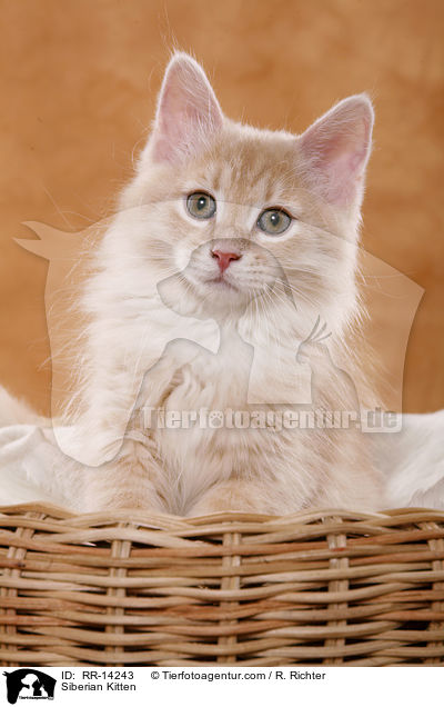 Sibirisches Ktzchen / Siberian Kitten / RR-14243