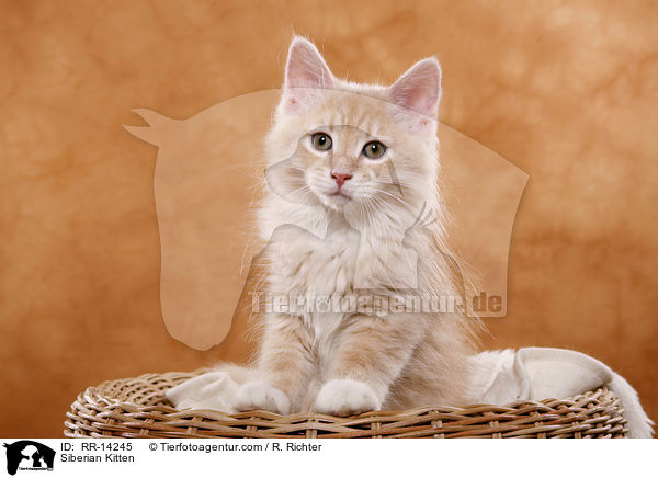 Siberian Kitten / RR-14245
