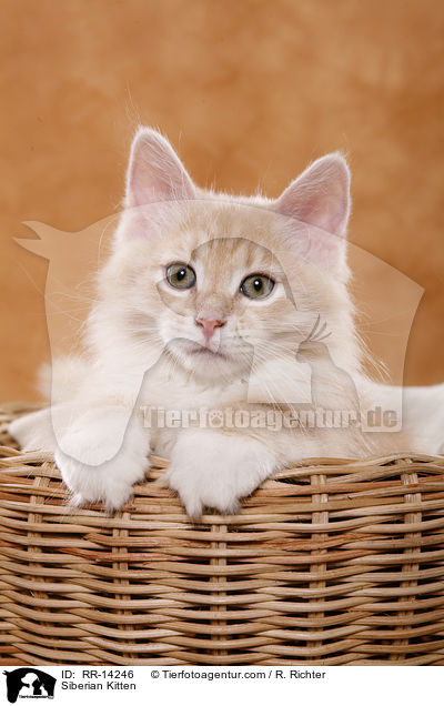 Siberian Kitten / RR-14246