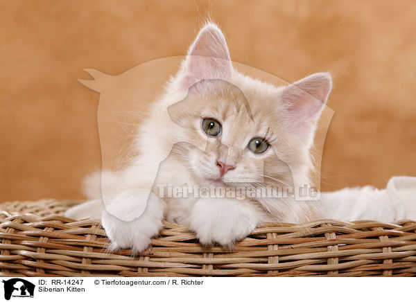 Siberian Kitten / RR-14247