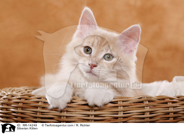 Sibirisches Ktzchen / Siberian Kitten / RR-14248