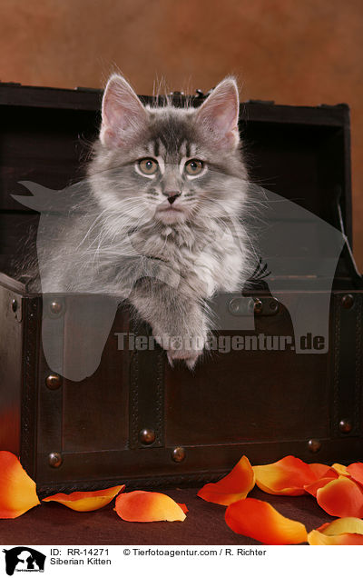 Sibirisches Ktzchen / Siberian Kitten / RR-14271