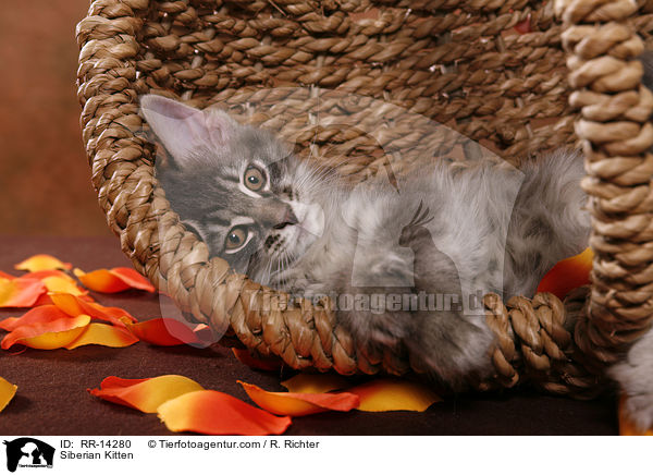 Siberian Kitten / RR-14280