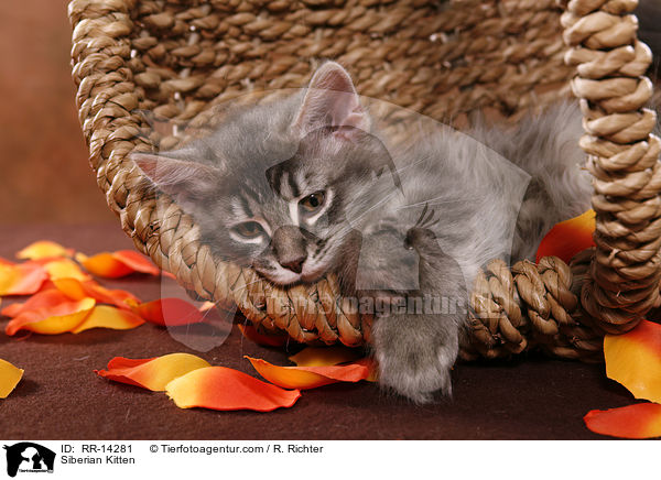Sibirisches Ktzchen / Siberian Kitten / RR-14281