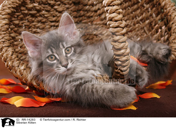 Siberian Kitten / RR-14283