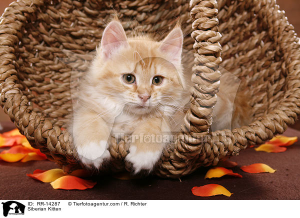 Siberian Kitten / RR-14287