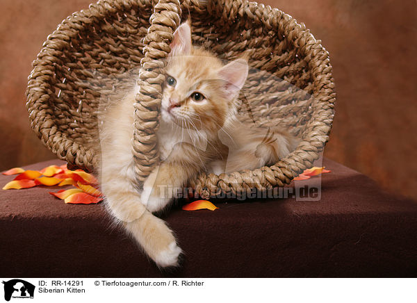 Sibirisches Ktzchen / Siberian Kitten / RR-14291