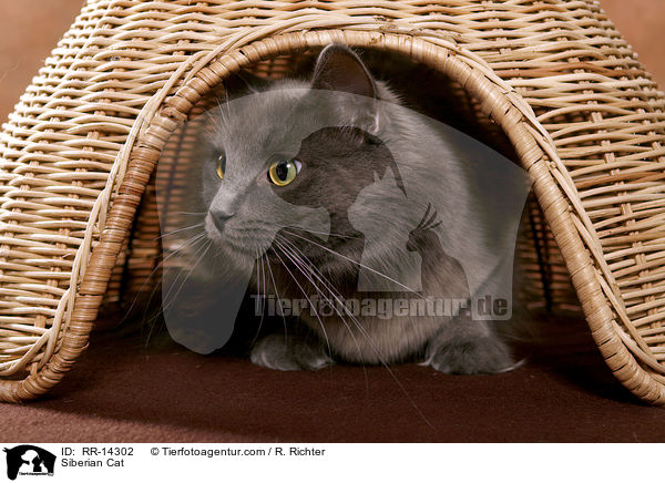 Sibirische Katze / Siberian Cat / RR-14302