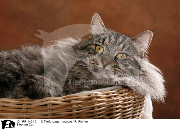 Sibirische Katze / Siberian Cat / RR-14315