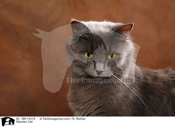 Siberian Cat / RR-14319
