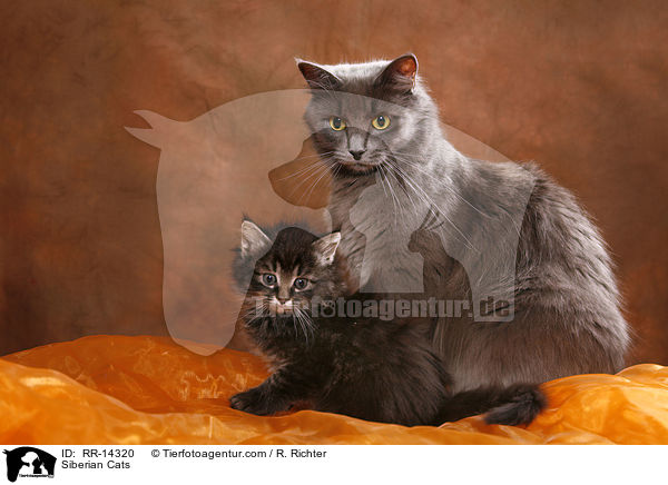 Siberian Cats / RR-14320
