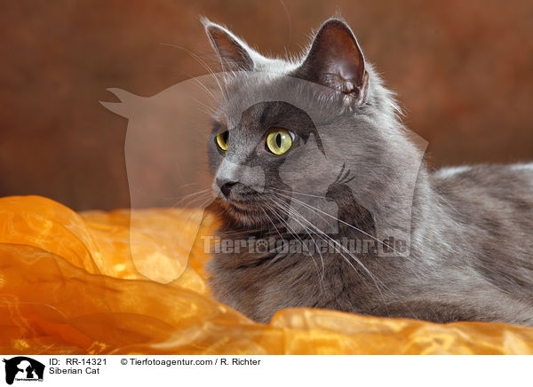 Siberian Cat / RR-14321