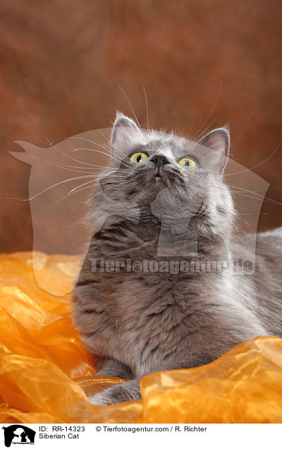 Siberian Cat / RR-14323