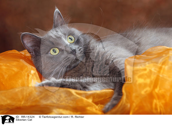 Siberian Cat / RR-14324