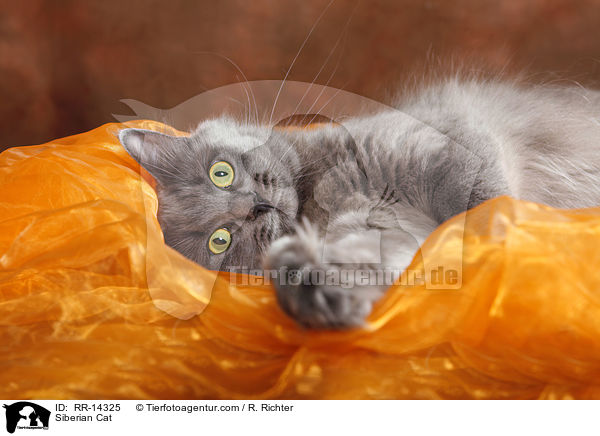 Siberian Cat / RR-14325