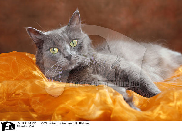 Siberian Cat / RR-14326