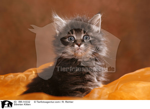 Siberian Kitten / RR-14332